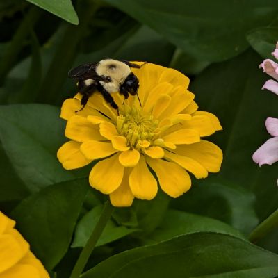 Fuzzy buzzy bumble bee pollinating a yellow zinnia