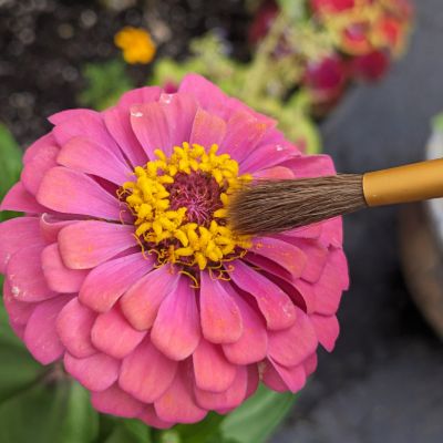 Crossing-Pollen-Shimmer-Zinnia_20230724_223655700