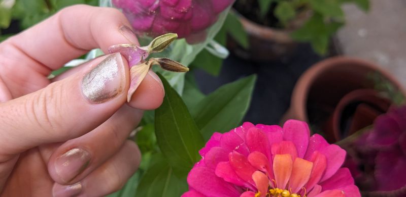 Hand holding Green Zinnia Seeds