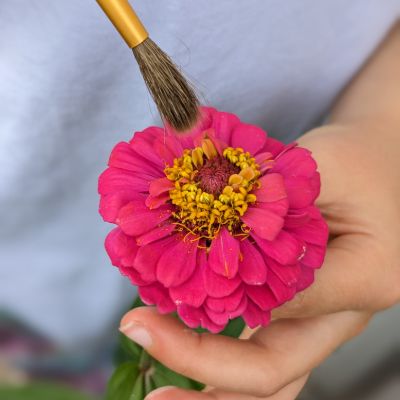 Child cross-breeding zinnia flowers