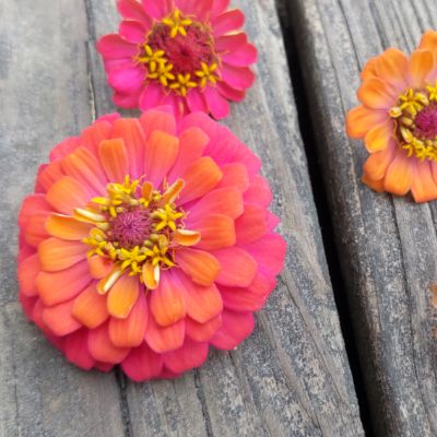 Zinnias-Color-Goals_20220930_193326866